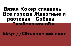 Вязка Кокер спаниель - Все города Животные и растения » Собаки   . Тамбовская обл.